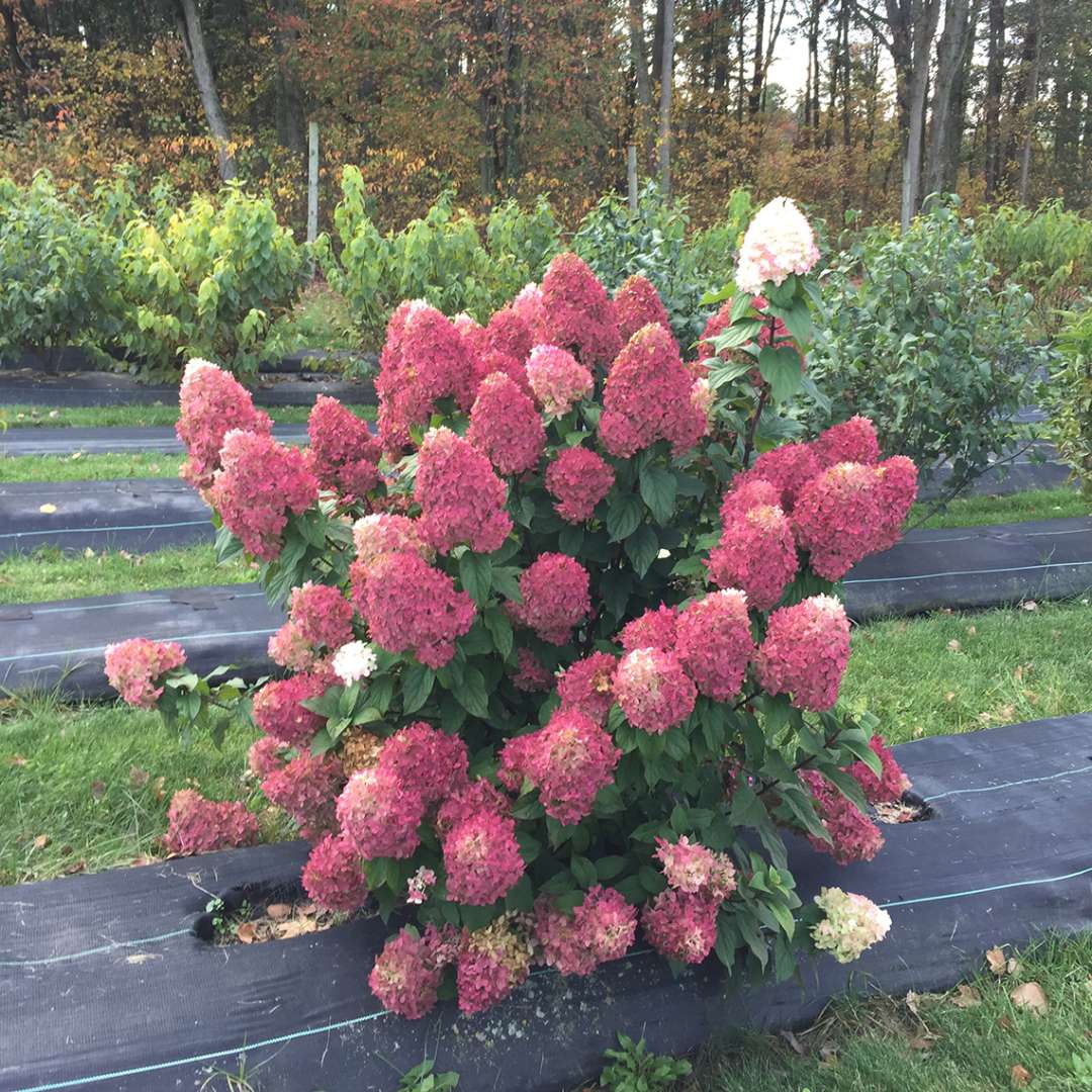 Panicle Hydrangea - QUICK FIRE FAB