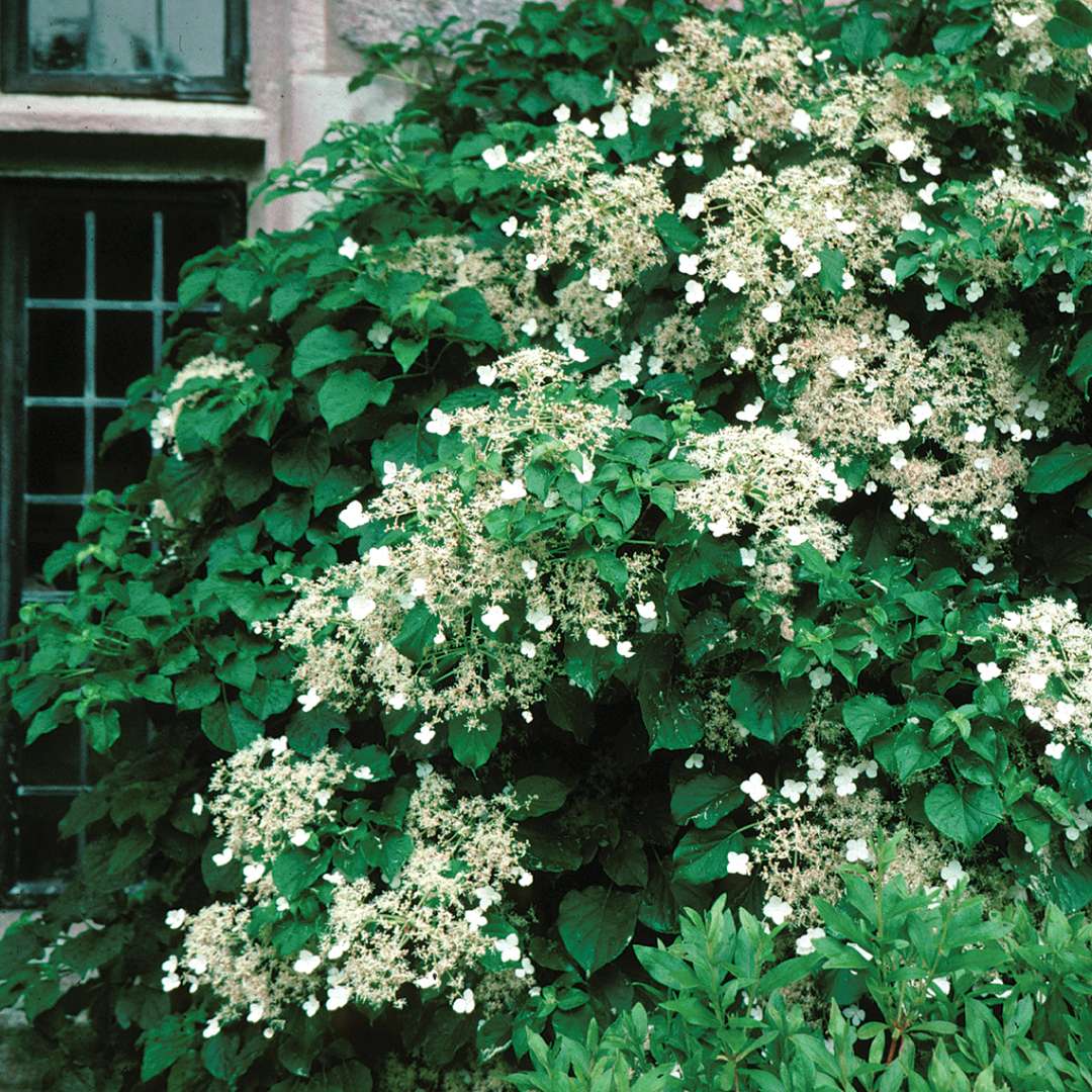 Hydrangea - Climbing - Hydrangea anomala