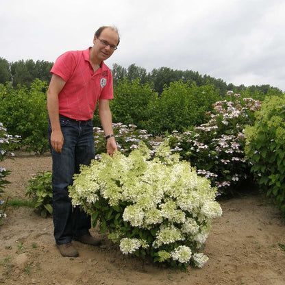 Hydrangea - Panicle - BOBO