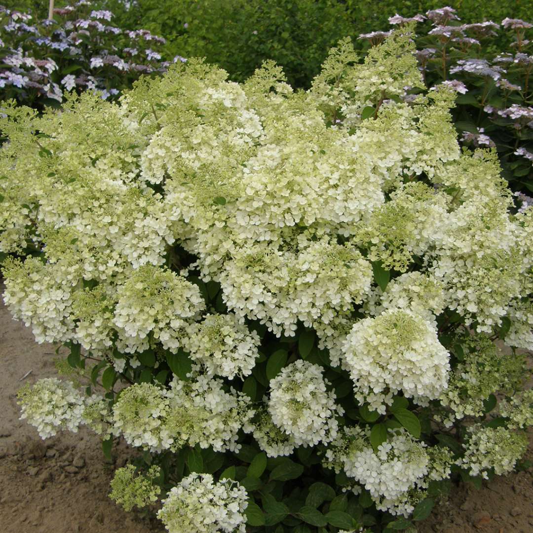 Hydrangea - Panicle - BOBO