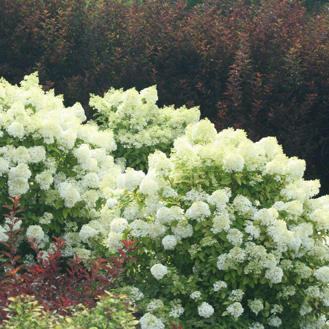Hydrangea - Panicle - BOBO