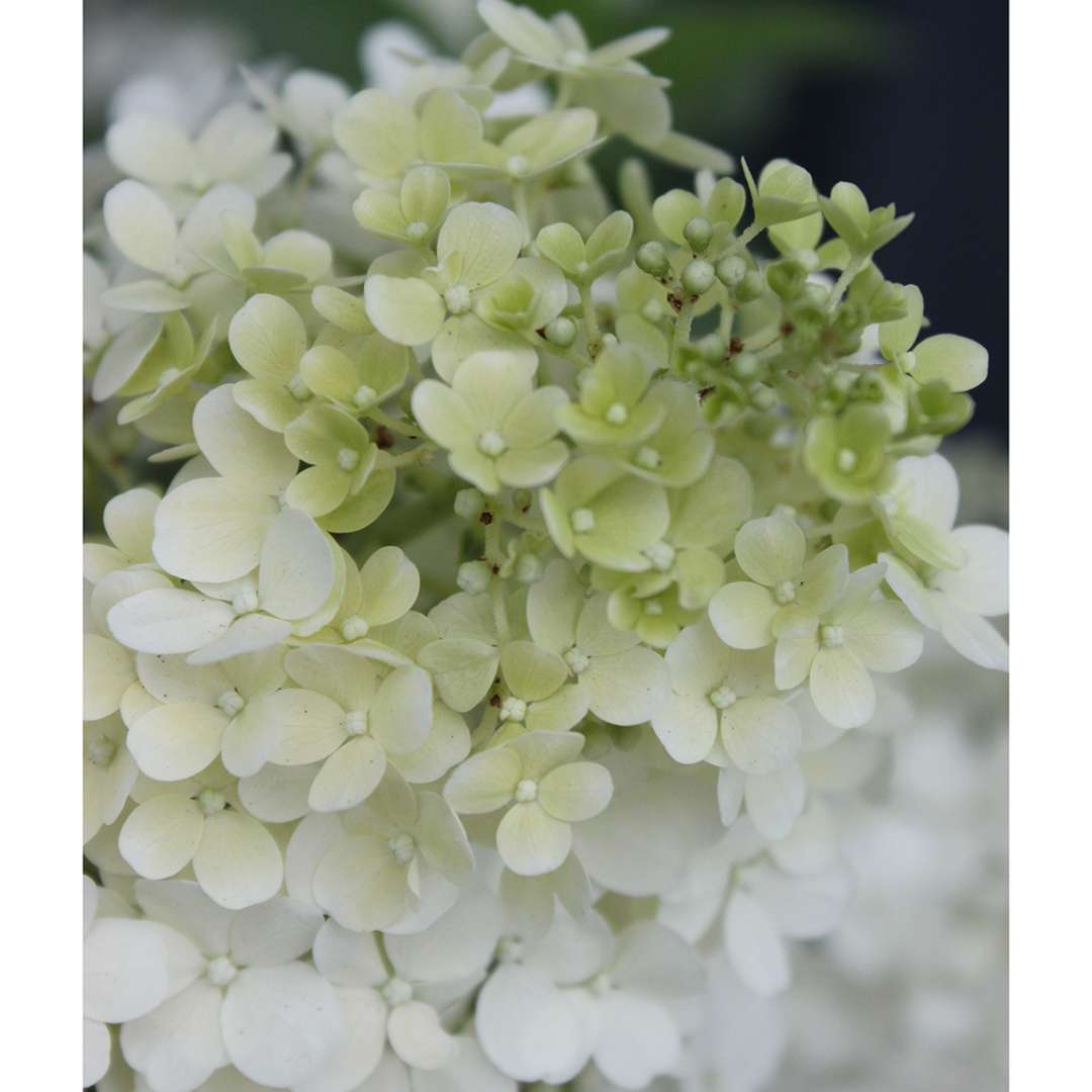 Hydrangea - Panicle - BOBO