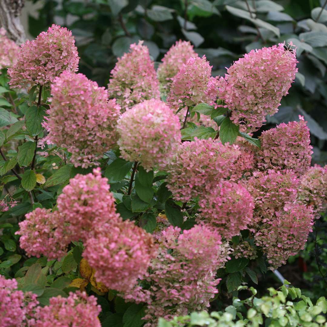 Hydrangea - Panicle - BOBO