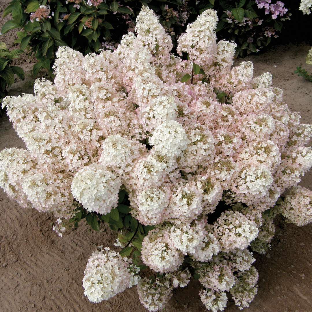 Hydrangea - Panicle - BOBO