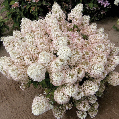 Hydrangea - Panicle - BOBO