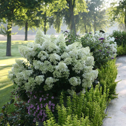 Hydrangea - Panicle - BOBO