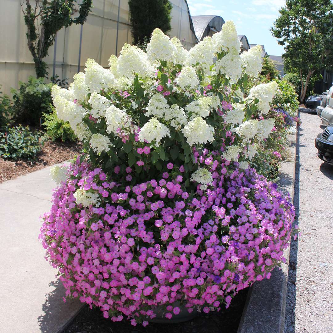 Hydrangea - Panicle - BOBO