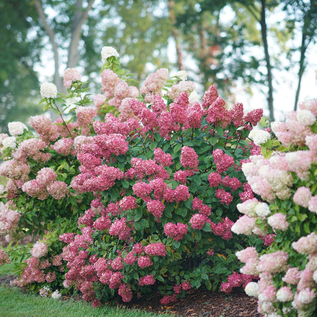 Hydrangea - Panicle - FIRE LIGHT