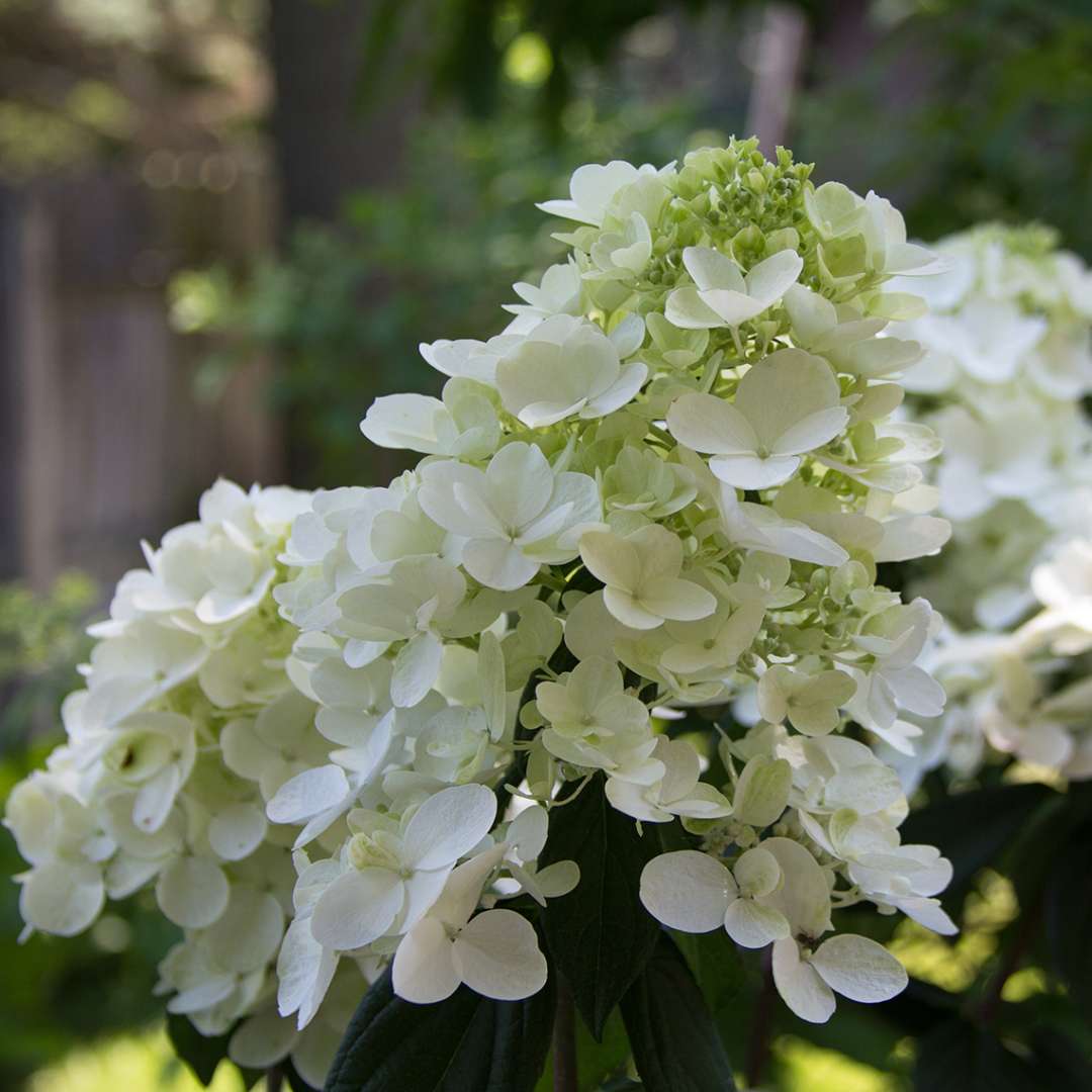 Hydrangea - Panicle - FIRE LIGHT