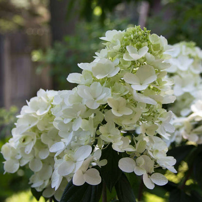 Hydrangea - Panicle - FIRE LIGHT