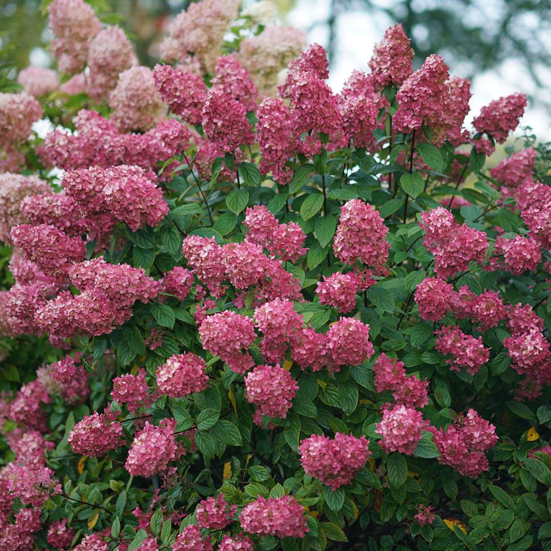 Hydrangea - Panicle - FIRE LIGHT