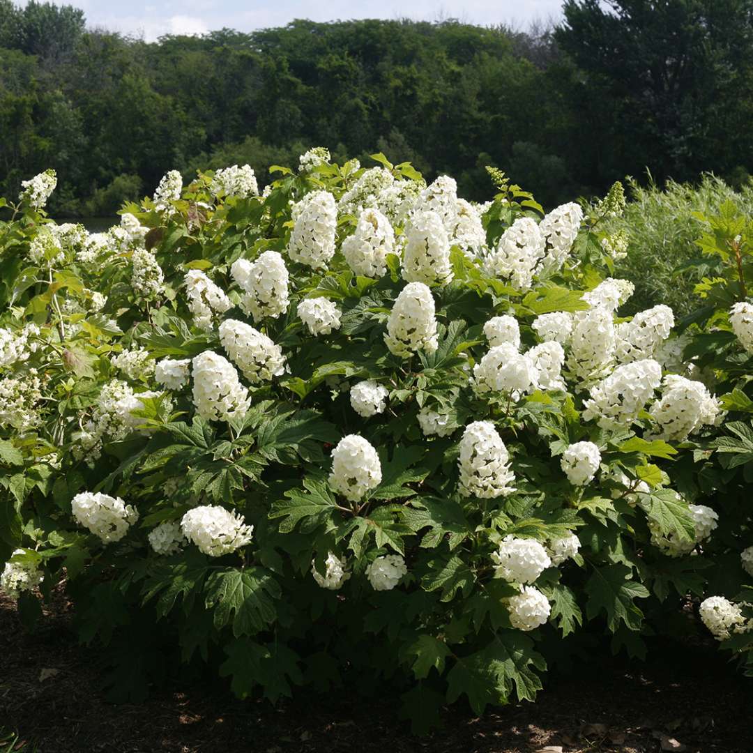 Hydrangea - Oakleaf - GATSBY GAL