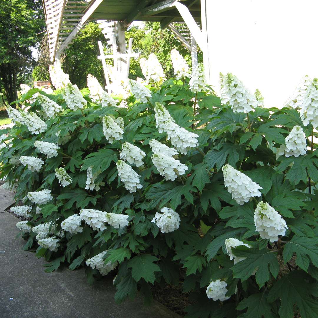 Hydrangea - Oakleaf - GATSBY GAL