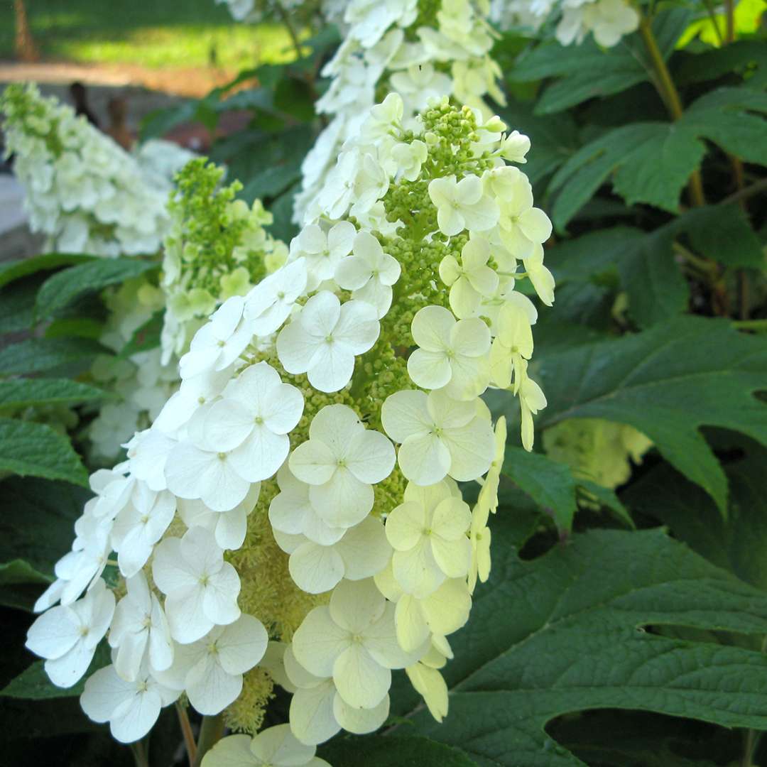 Hydrangea - Oakleaf - GATSBY GAL