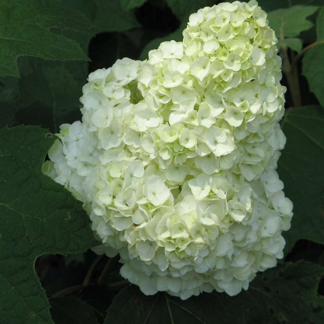 Hydrangea - Oakleaf - GATSBY MOON