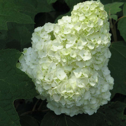 Hydrangea - Oakleaf - GATSBY MOON