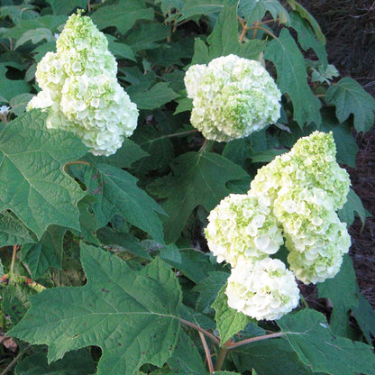 Hydrangea - Oakleaf - GATSBY MOON