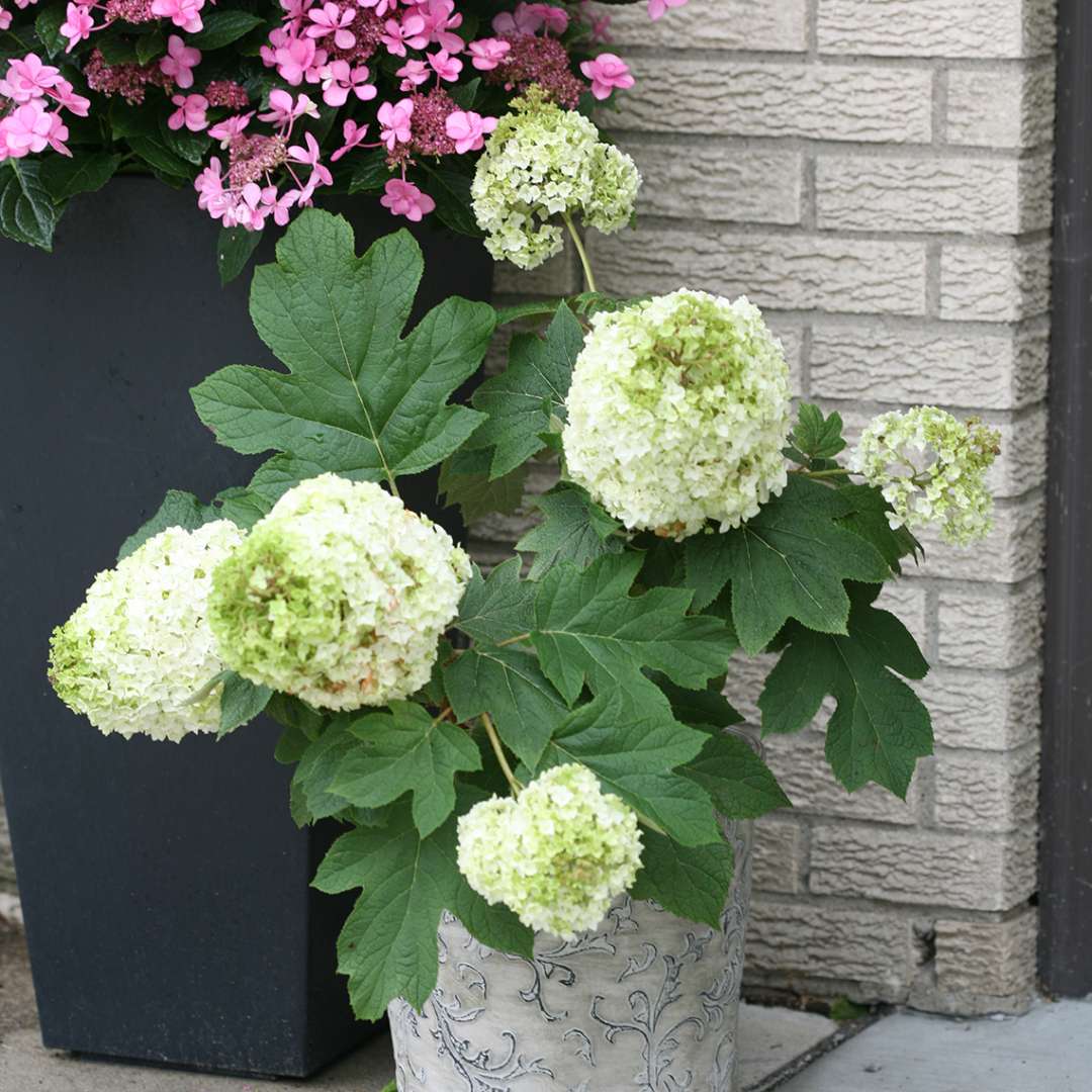 Hydrangea - Oakleaf - GATSBY MOON