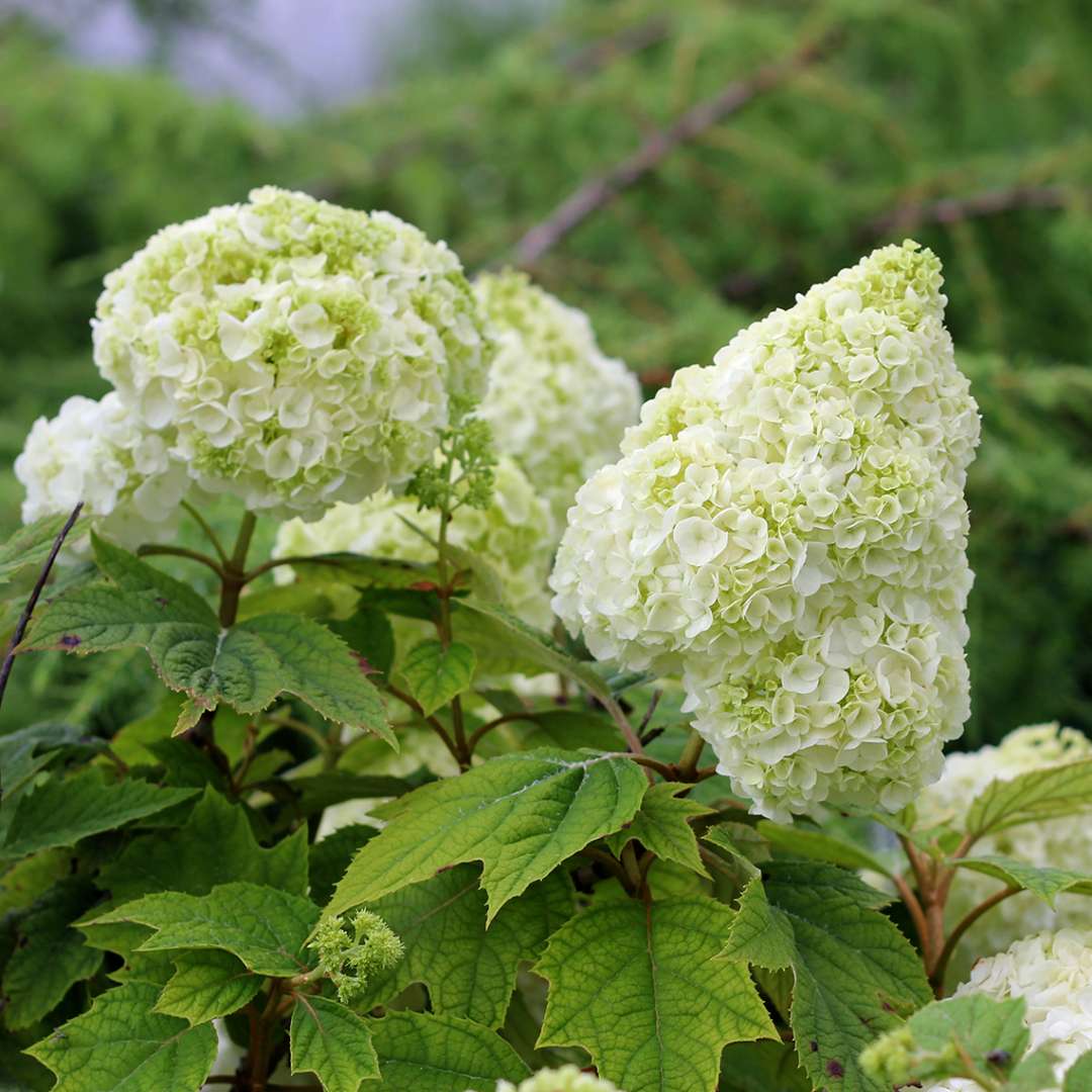 Hydrangea - Oakleaf - GATSBY MOON
