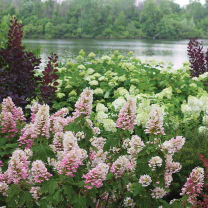 Hydrangea - Oakleaf - GATSBY PINK