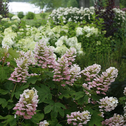 Hydrangea - Oakleaf - GATSBY PINK