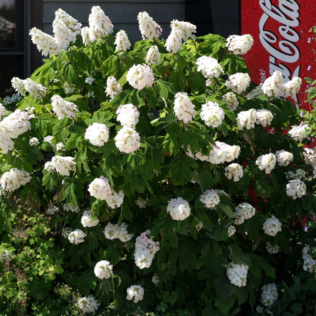 Hydrangea - Oakleaf - GATSBY PINK