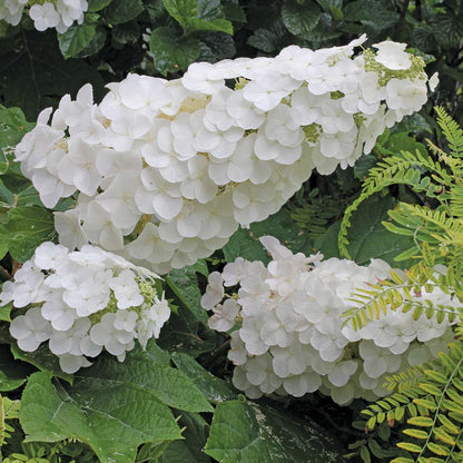 Hydrangea - Oakleaf - GATSBY PINK