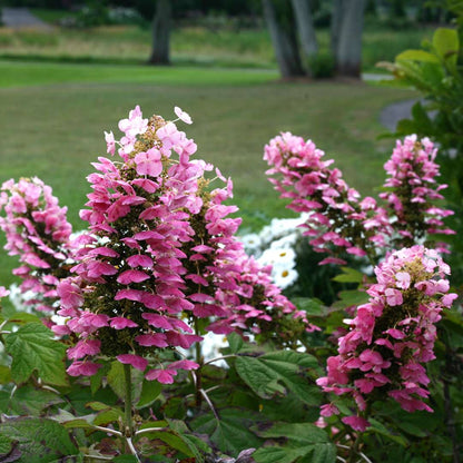 Hydrangea - Oakleaf - GATSBY PINK