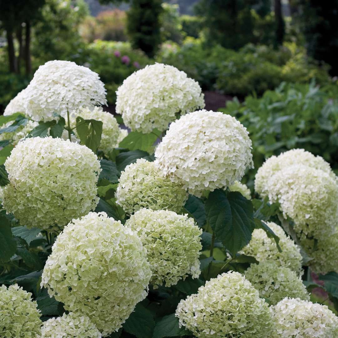 Hydrangea - Smooth - INCREDIBALL