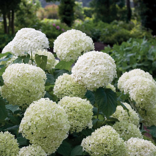 Hydrangea - Smooth - INCREDIBALL