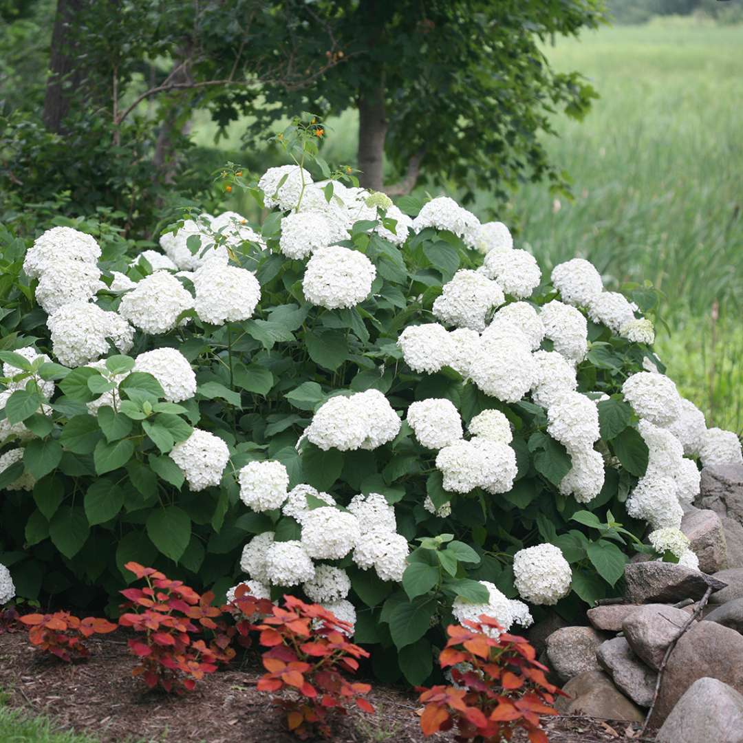 Hydrangea - Smooth - INCREDIBALL