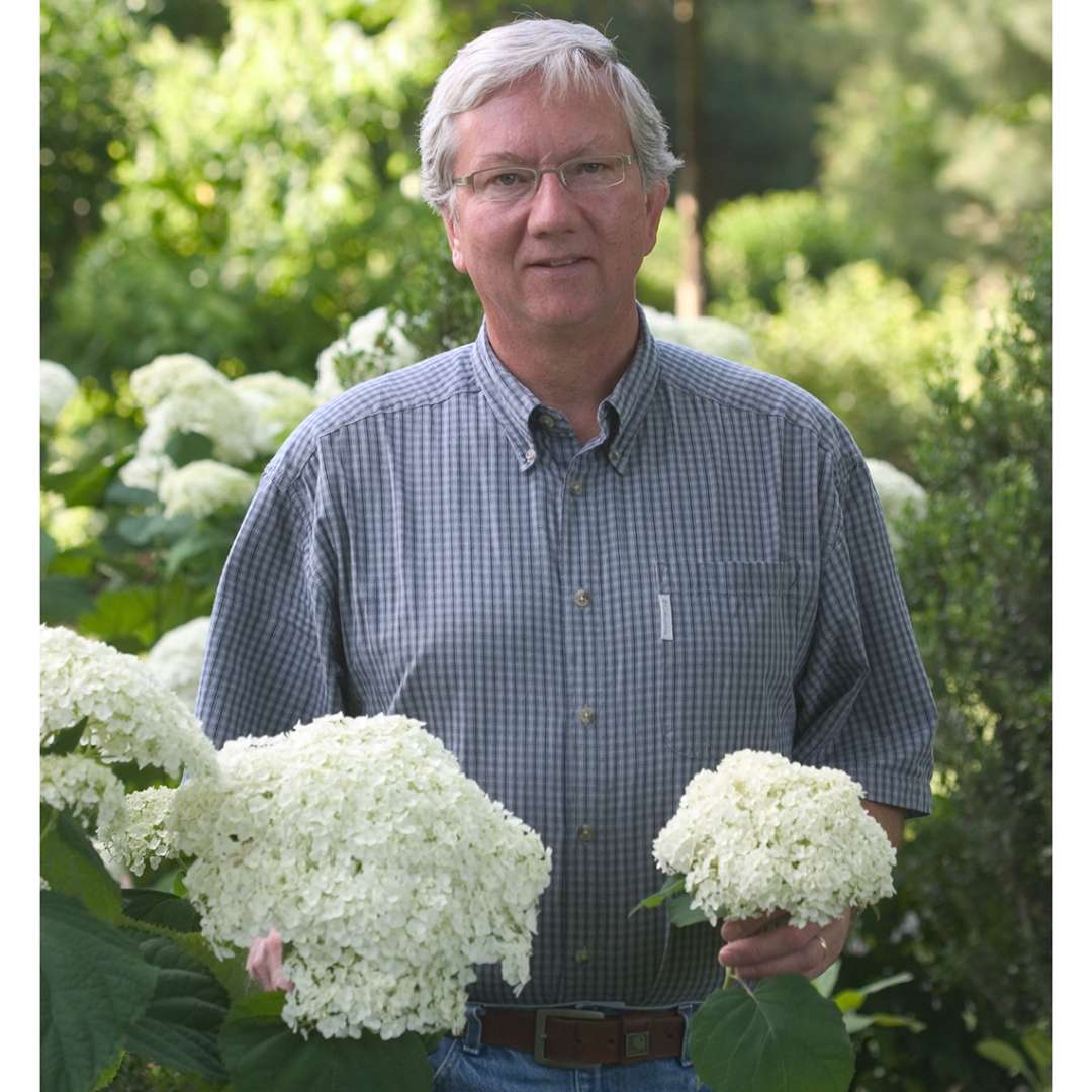 Hydrangea - Smooth - INCREDIBALL