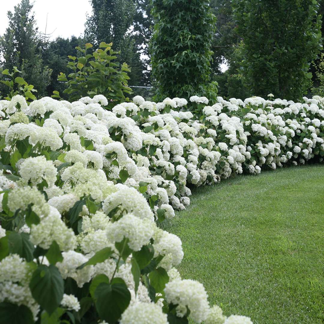 Hydrangea - Smooth - INCREDIBALL