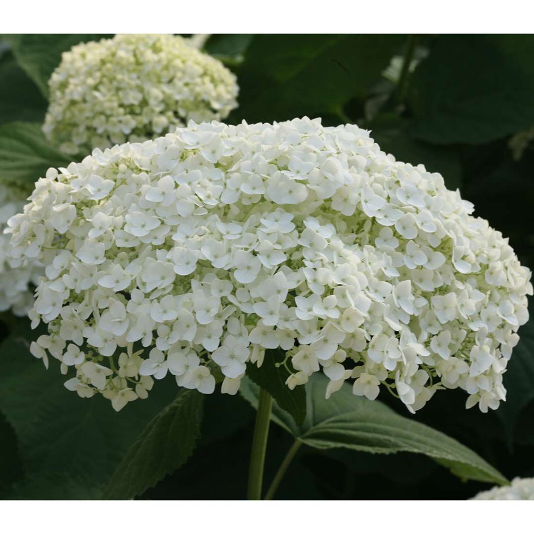Hydrangea - Smooth - INCREDIBALL