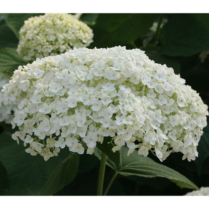 Hydrangea - Smooth - INCREDIBALL