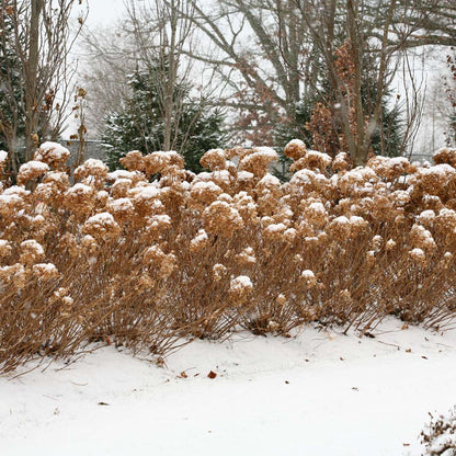 Hydrangea - Smooth - INCREDIBALL
