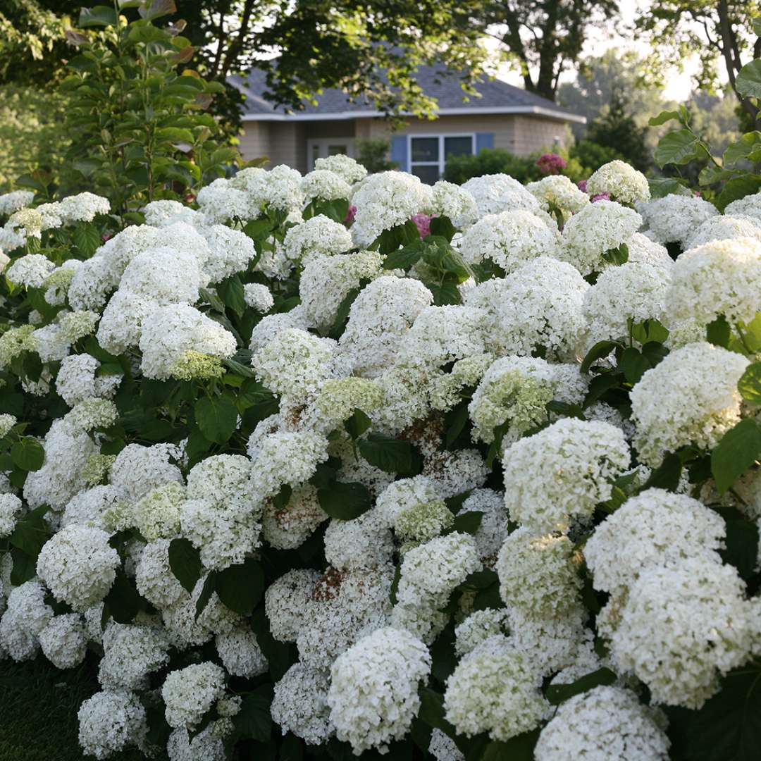 Hydrangea - Smooth - INCREDIBALL
