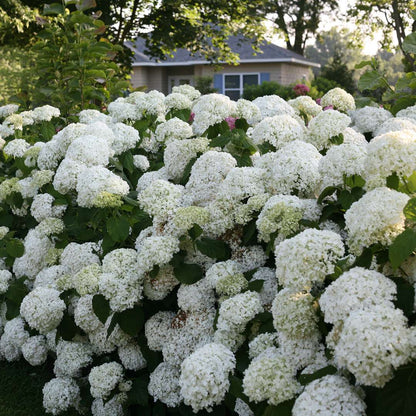 Hydrangea - Smooth - INCREDIBALL