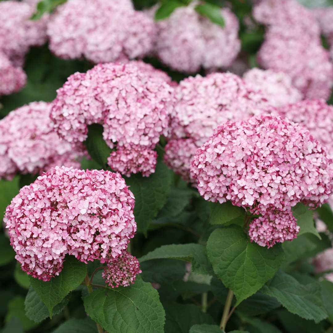Hydrangea - Smooth - INCREDIBALL Blush