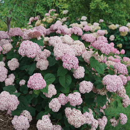 Hydrangea - Smooth - INCREDIBALL Blush