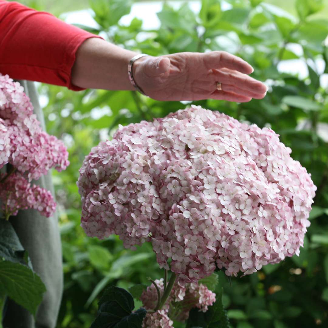 Hydrangea - Smooth - INCREDIBALL Blush