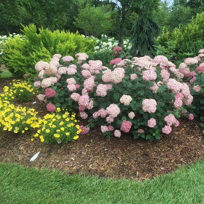 Hydrangea - Smooth - INCREDIBALL Blush