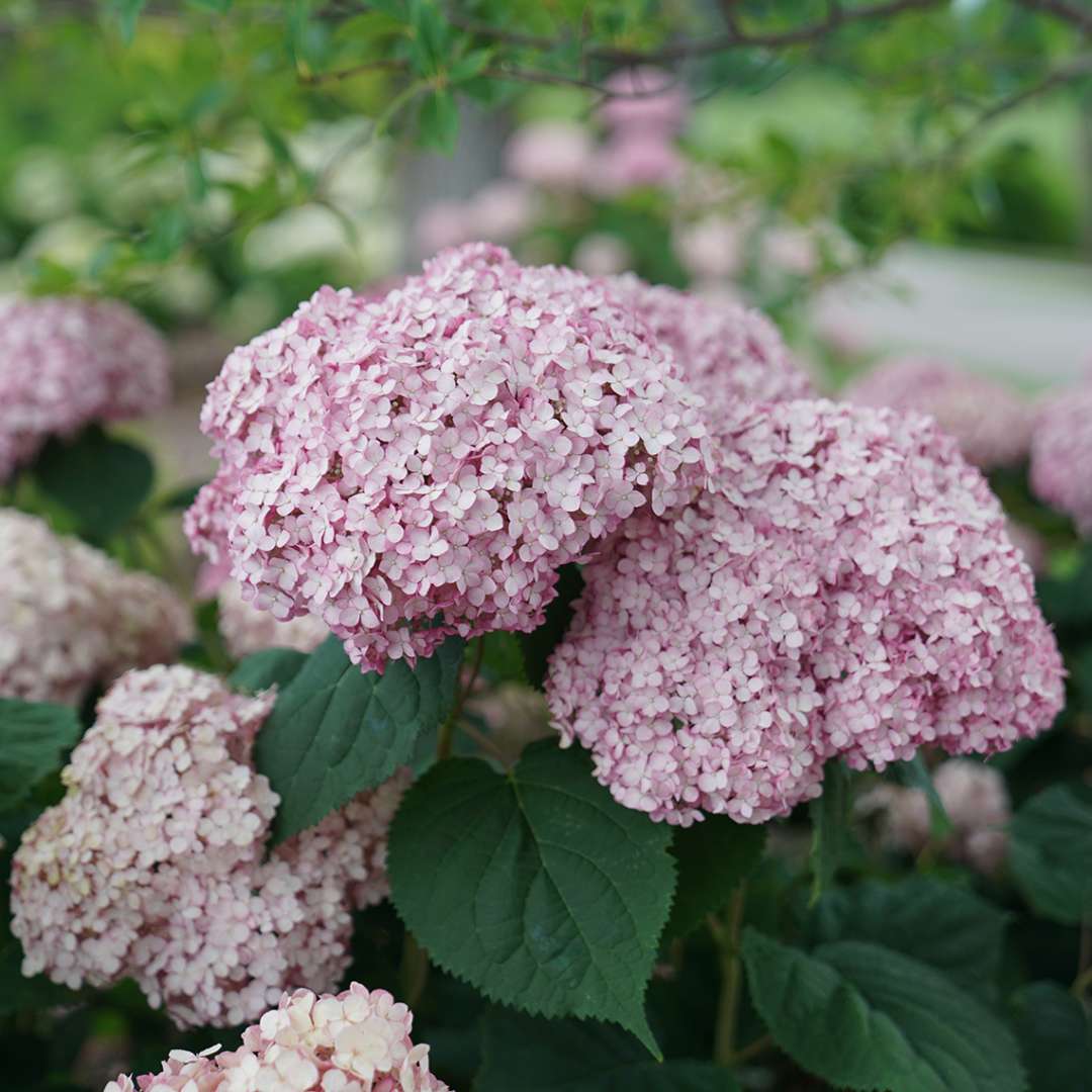 Hydrangea - Smooth - INCREDIBALL Blush