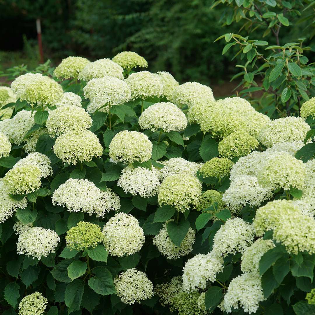 Hydrangea - Smooth - INVINCIBELLE LIMETTA