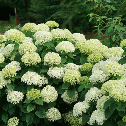 Hydrangea - Smooth - INVINCIBELLE LIMETTA