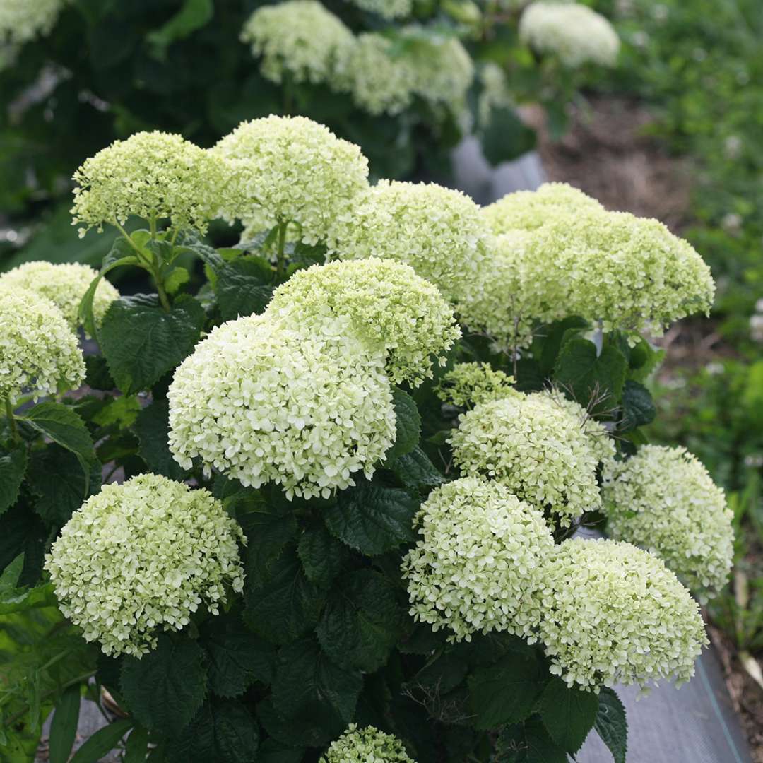 Hydrangea - Smooth - INVINCIBELLE LIMETTA