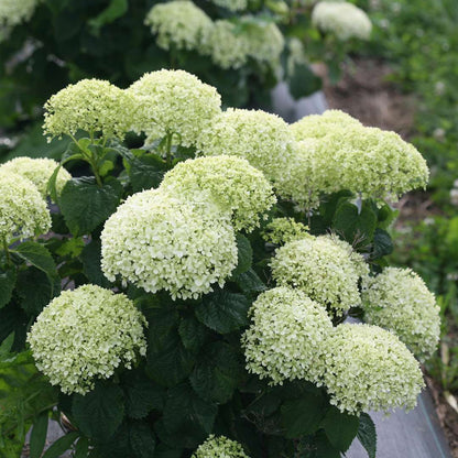 Hydrangea - Smooth - INVINCIBELLE LIMETTA