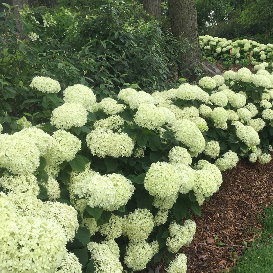 Hydrangea - Smooth - INVINCIBELLE LIMETTA