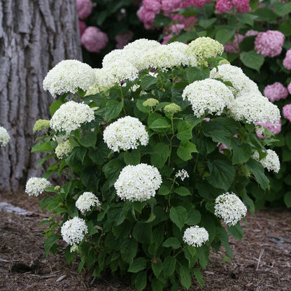 Hydrangea - Smooth - INVINCIBELLE LIMETTA