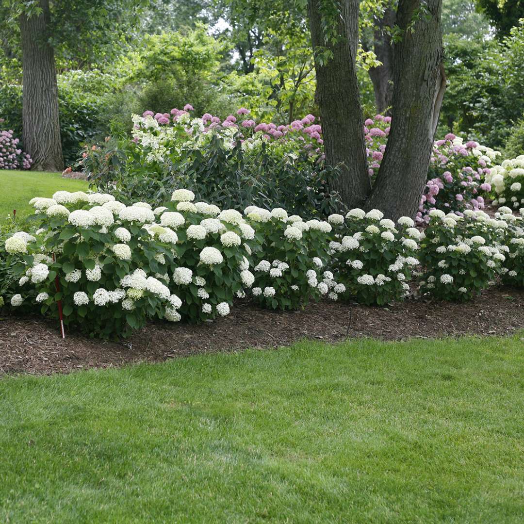 Hydrangea - Smooth - INVINCIBELLE LIMETTA